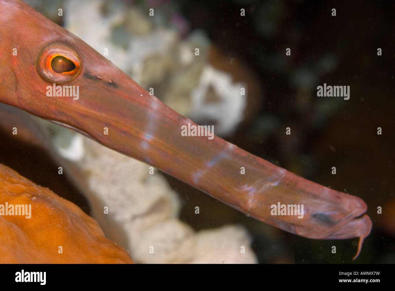Trumpetfish Aulostomus Maculatus, Indonesien. Stockfoto