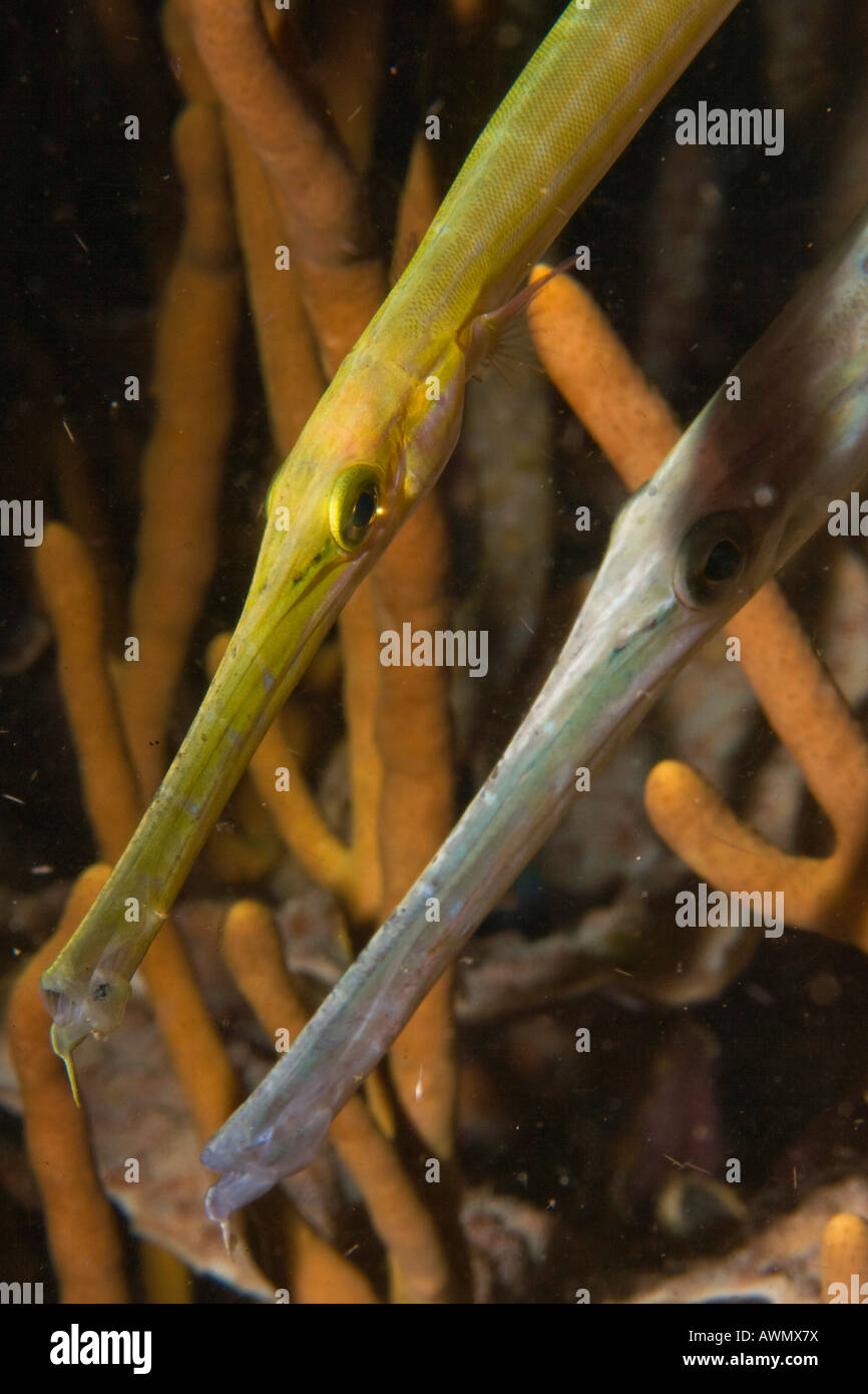 Trumpetfishes Aulostomus Maculatus im Gorgonia, Indonesien. Stockfoto