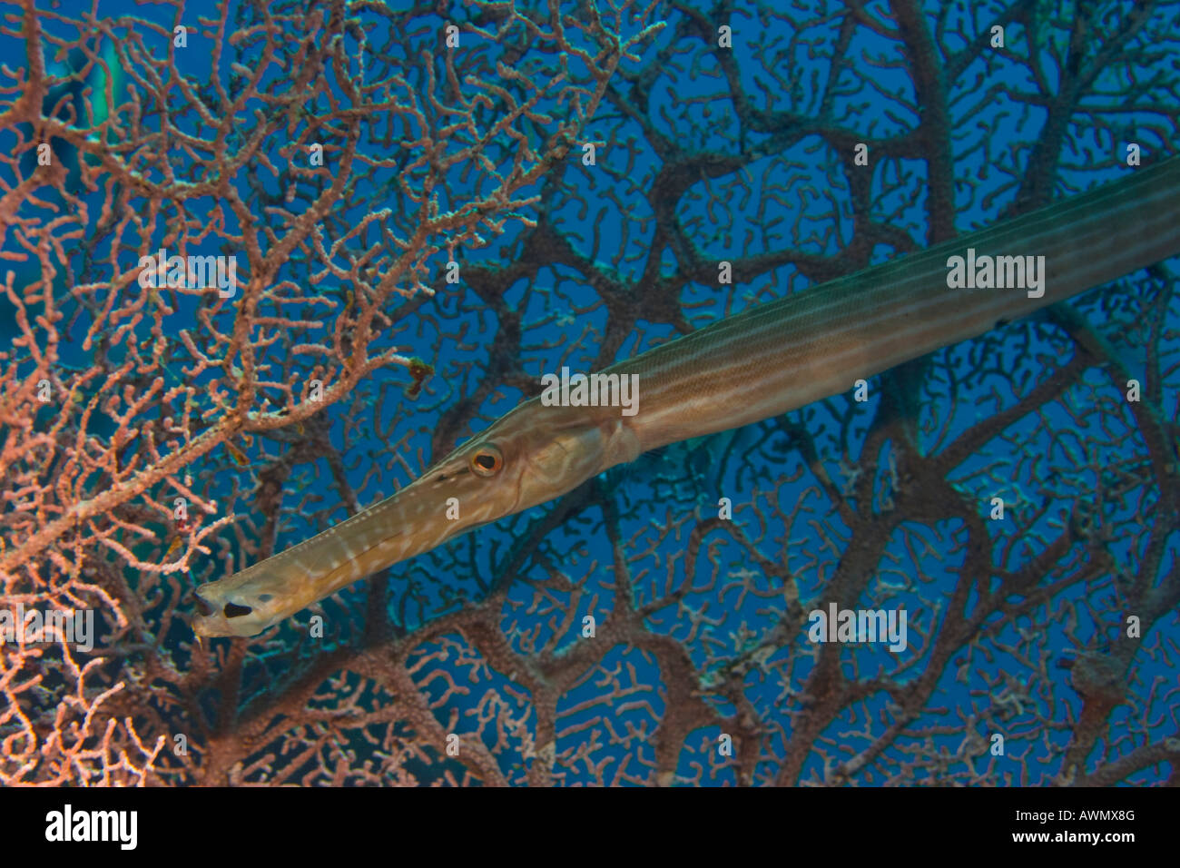 Trumpetfish Aulostomus Maculatus im Gorgonia, Indonesien. Stockfoto