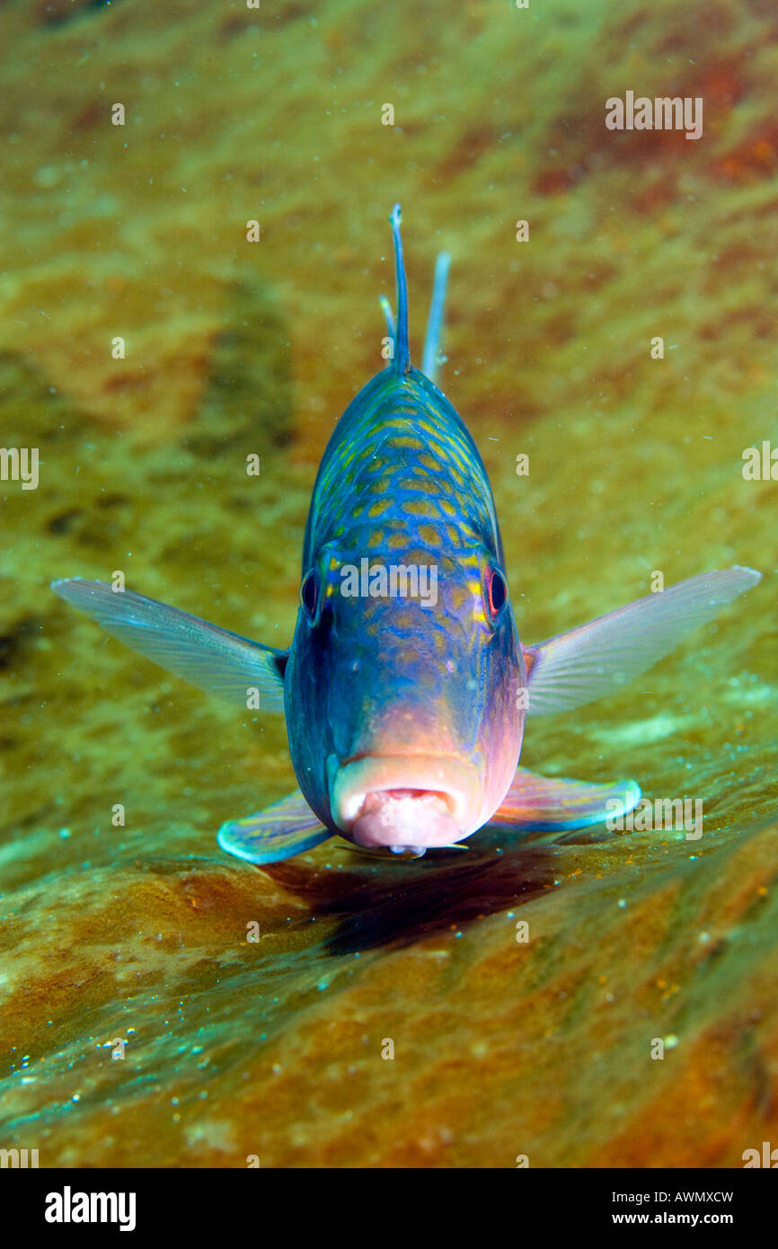 Doppelstrich Goatfish, Parupeneus Bifasciatus, Indonesien. Stockfoto