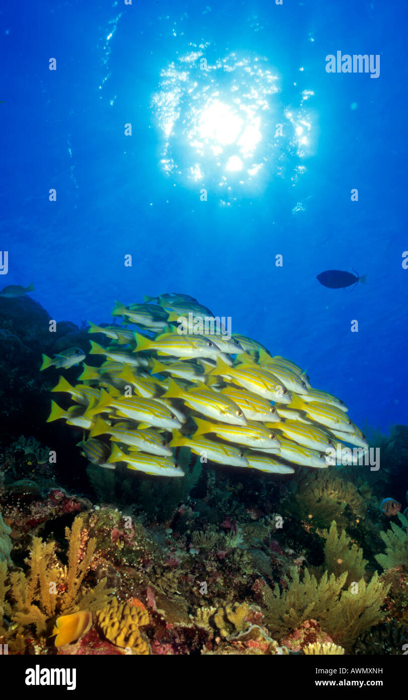 Bluelined-Schnapper (Lutjanus Kasmira), Hintergrundbeleuchtung, Philippinen, Asien Stockfoto