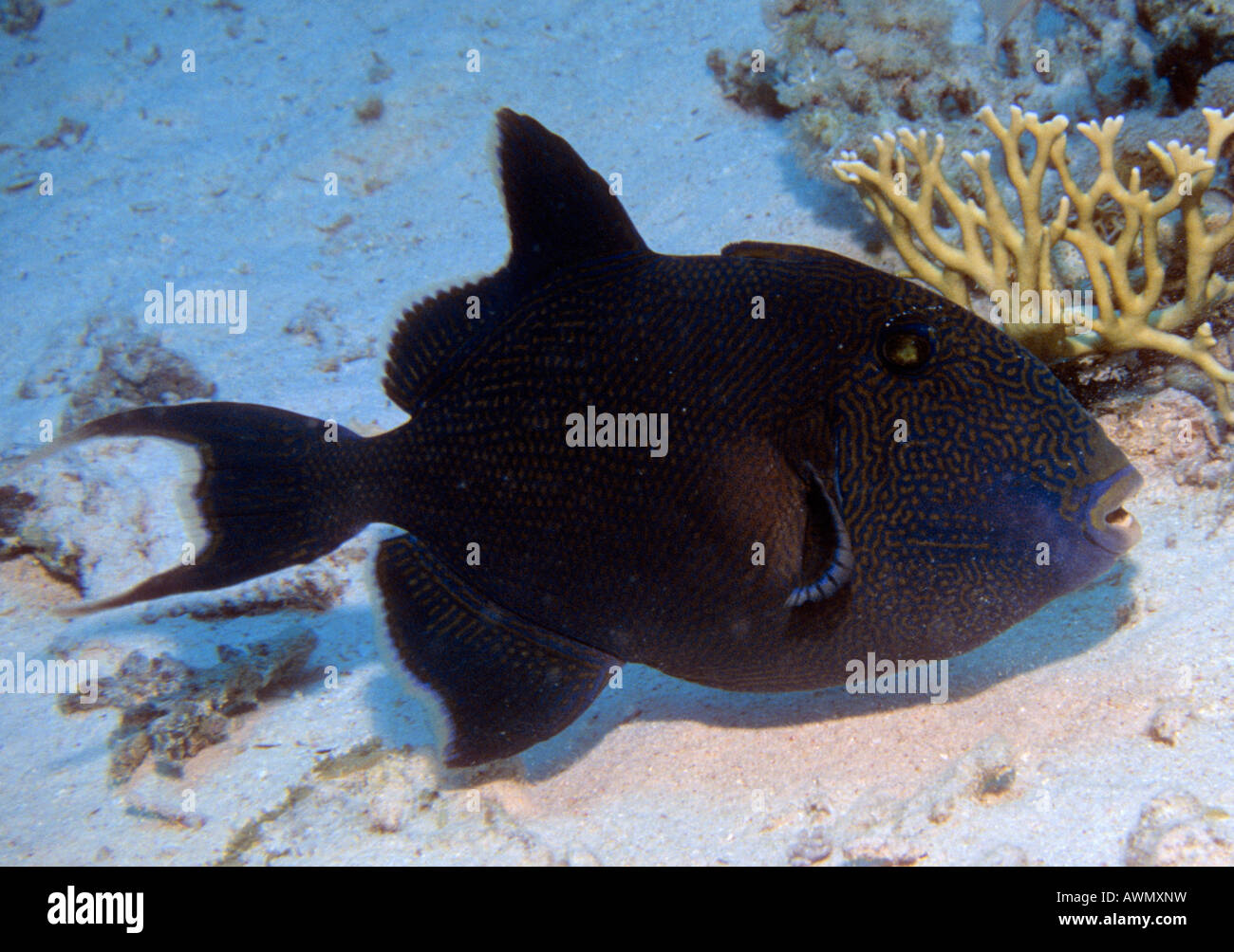 Blau oder wellige Drückerfisch (Pseudobalistes Fuscus), Rotes Meer Stockfoto