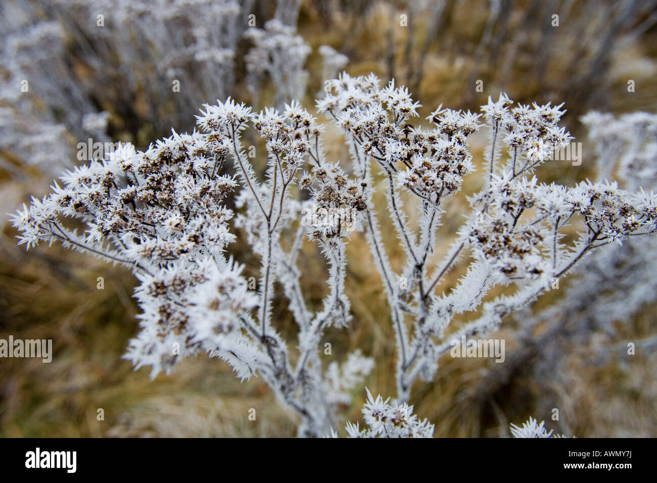 Frost-covered Grass in einem Moor, Deutschland, Europa Stockfoto