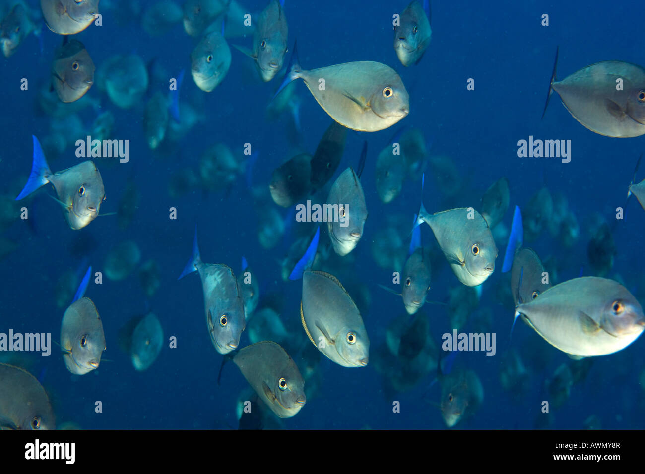 Schlanke Unicornfish (Naso Hexacanthus), Indonesien, Asien Stockfoto