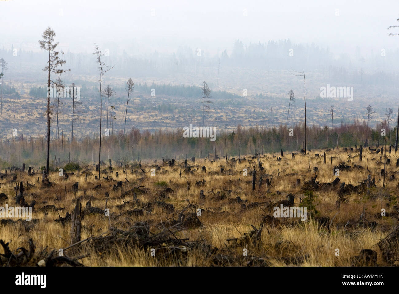 Ökologische Schäden durch Stürme und Waldbrände in 2005, hohe Tatra, Slowakei, Europa Stockfoto