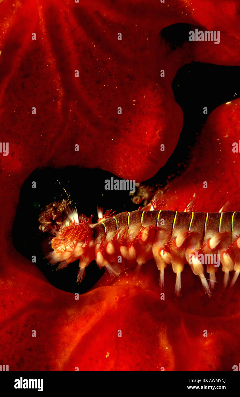 Bart Fireworm (Hermodice Carunculata), Mittelmeer, Türkei, Europa Stockfoto