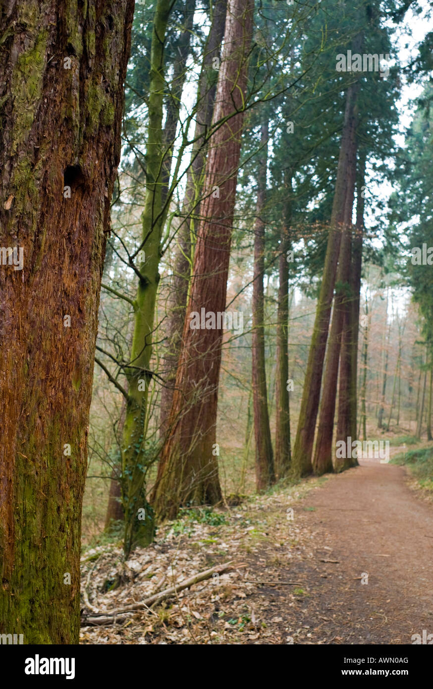 130 Jahre alten Mammutbäume (Sequoioideae), mit 55 Metern die höchsten Bäume in Europa, Exotenwald Park, Weinheim, Baden-W Stockfoto
