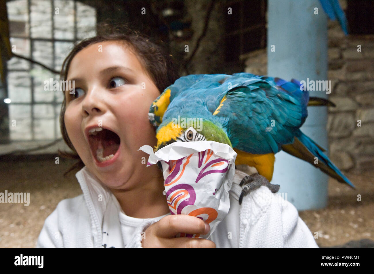 Blau-gelbe Ara (Ara Ararauna) sitzt auf der Schulter von einem zehn-jährige Mädchen, Papagei aus der Tasche zu essen bekommt Kind eine f Stockfoto
