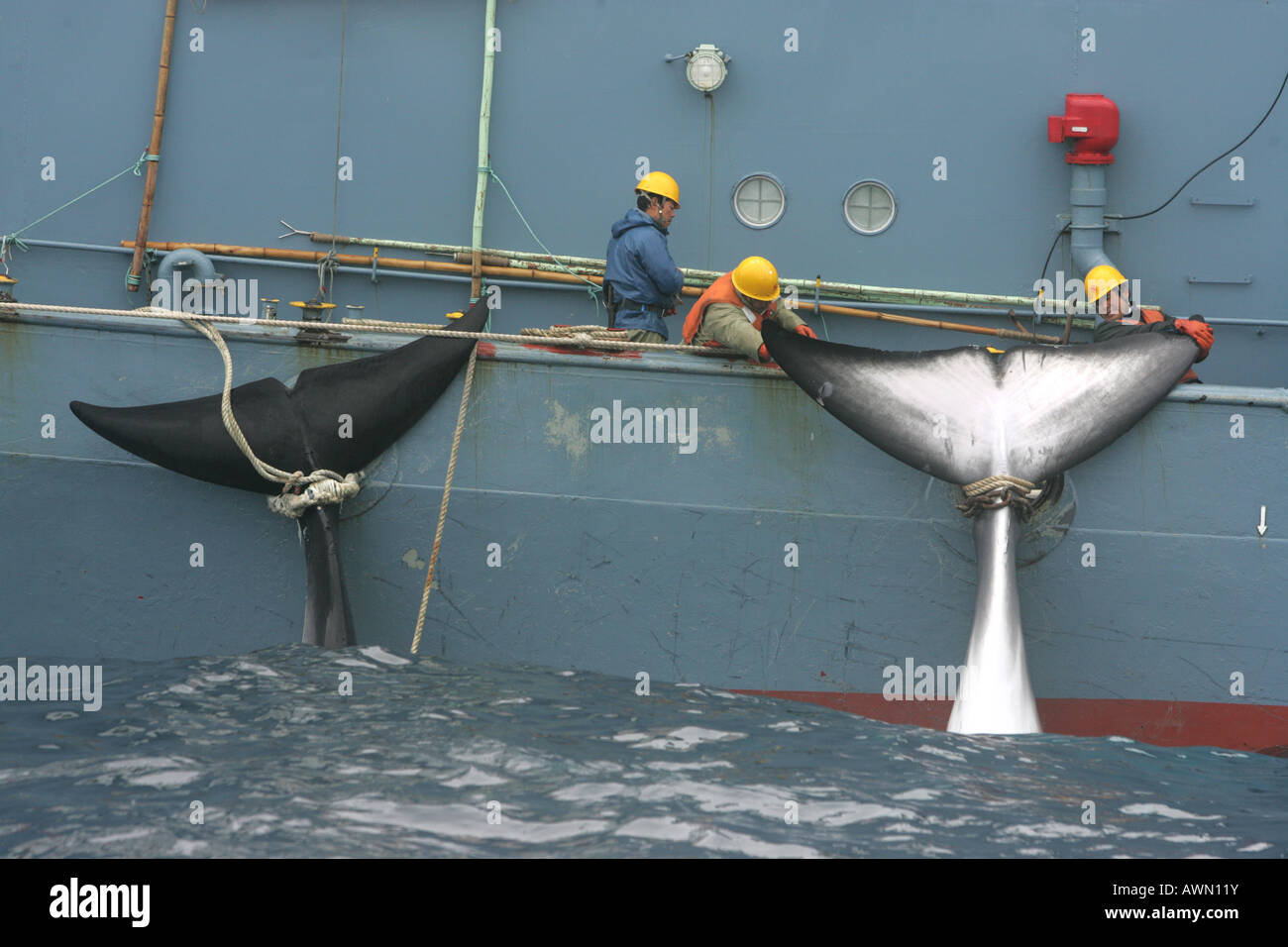 Japanische Walfang-Schiff mit zwei Toten Antarktis Zwergwale, Südpolarmeer. Stockfoto