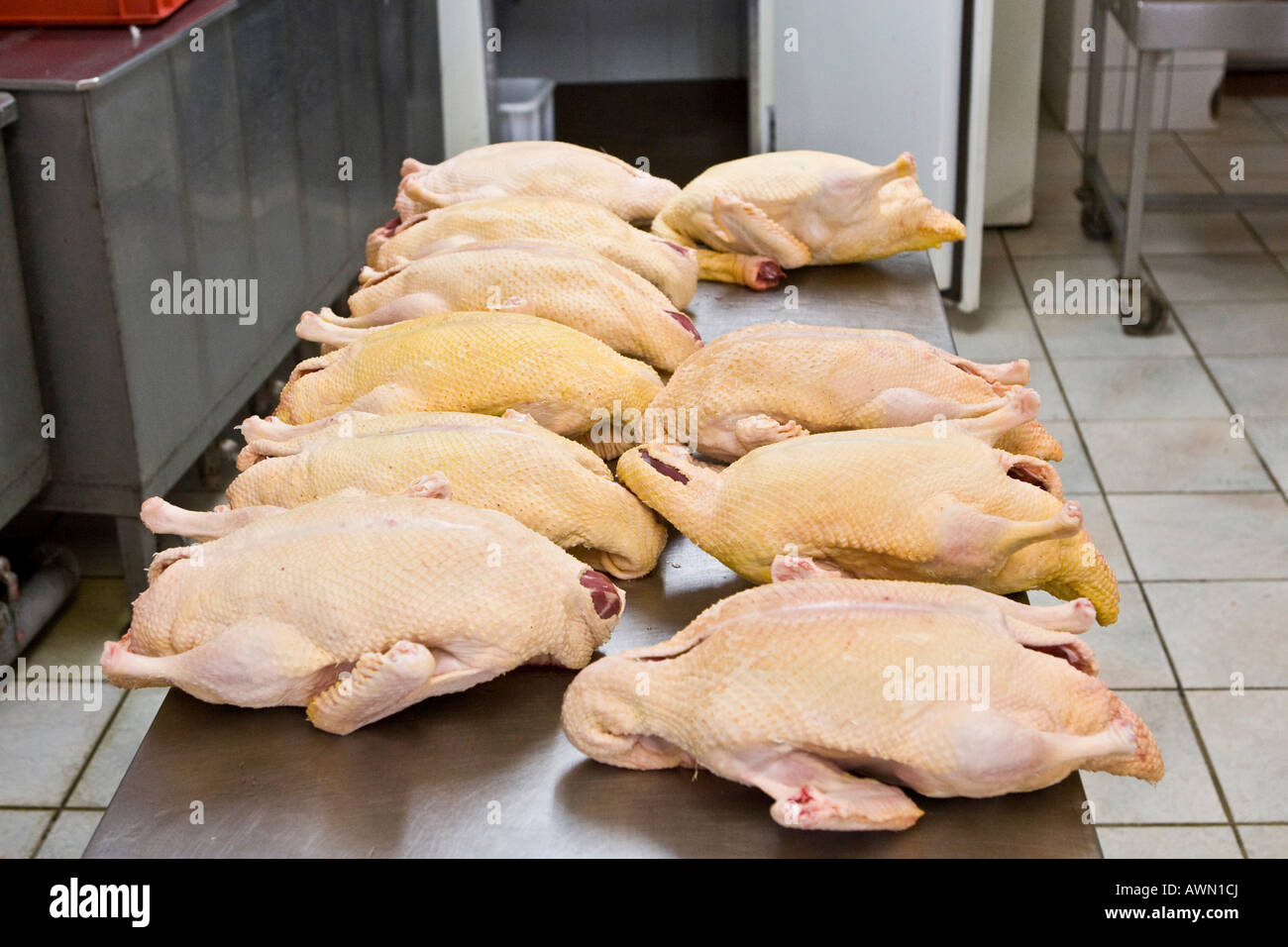 Wie Lange Hält Frische Ente Im Kühlschrank Frische Enten zum Verkauf an einer große Metzgers in Hessen