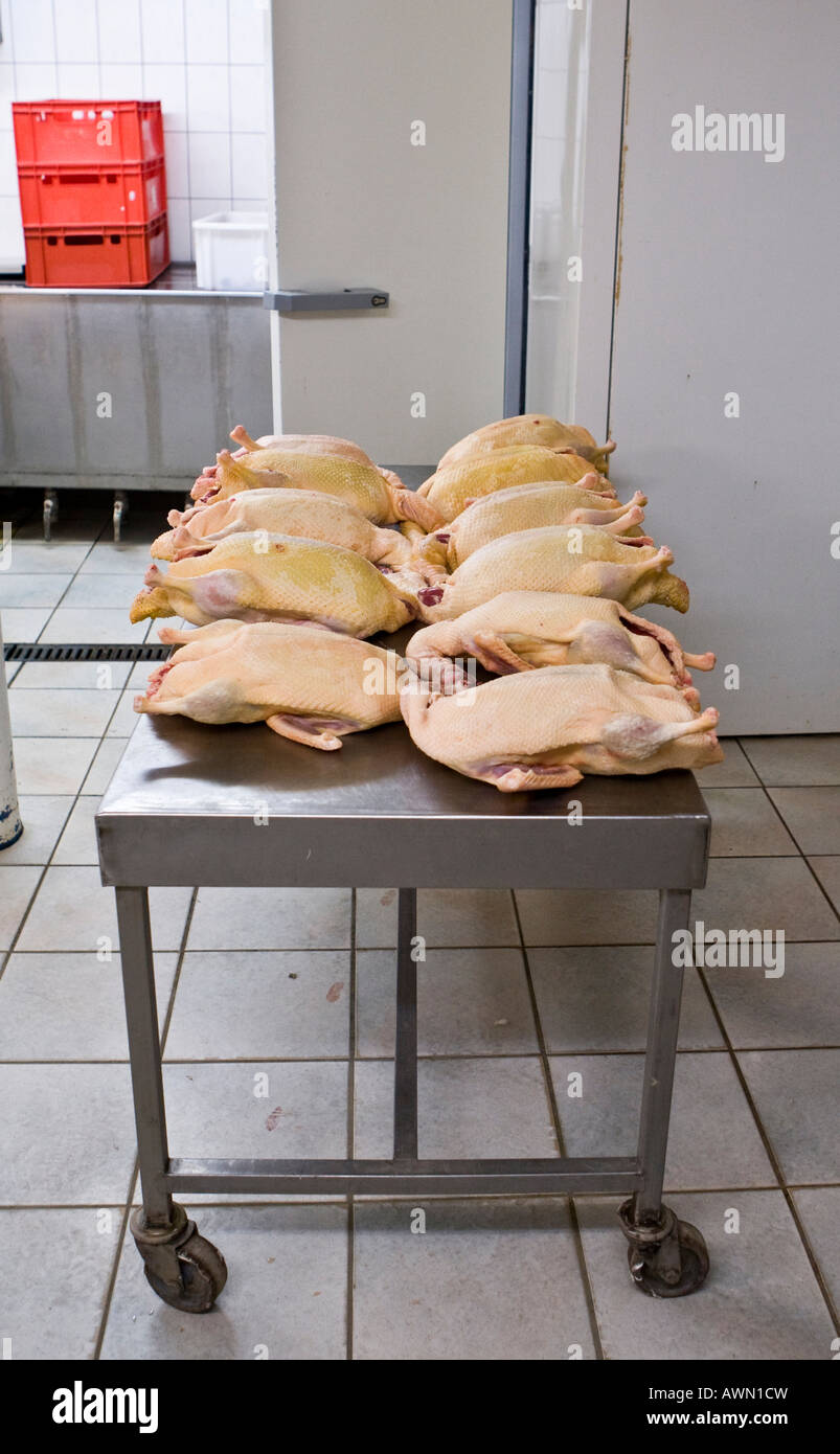 Wie Lange Hält Frische Ente Im Kühlschrank Enten zum schlachten -Fotos und -Bildmaterial in hoher Auflösung – Alamy