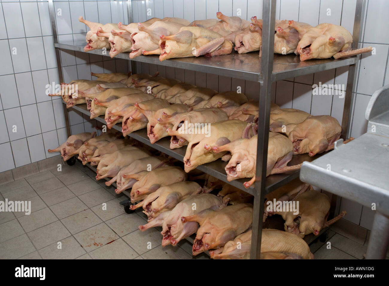 Frische Gänse im Kühlhaus in einer große Metzgers in Hessen, Deutschland, Europa Stockfoto