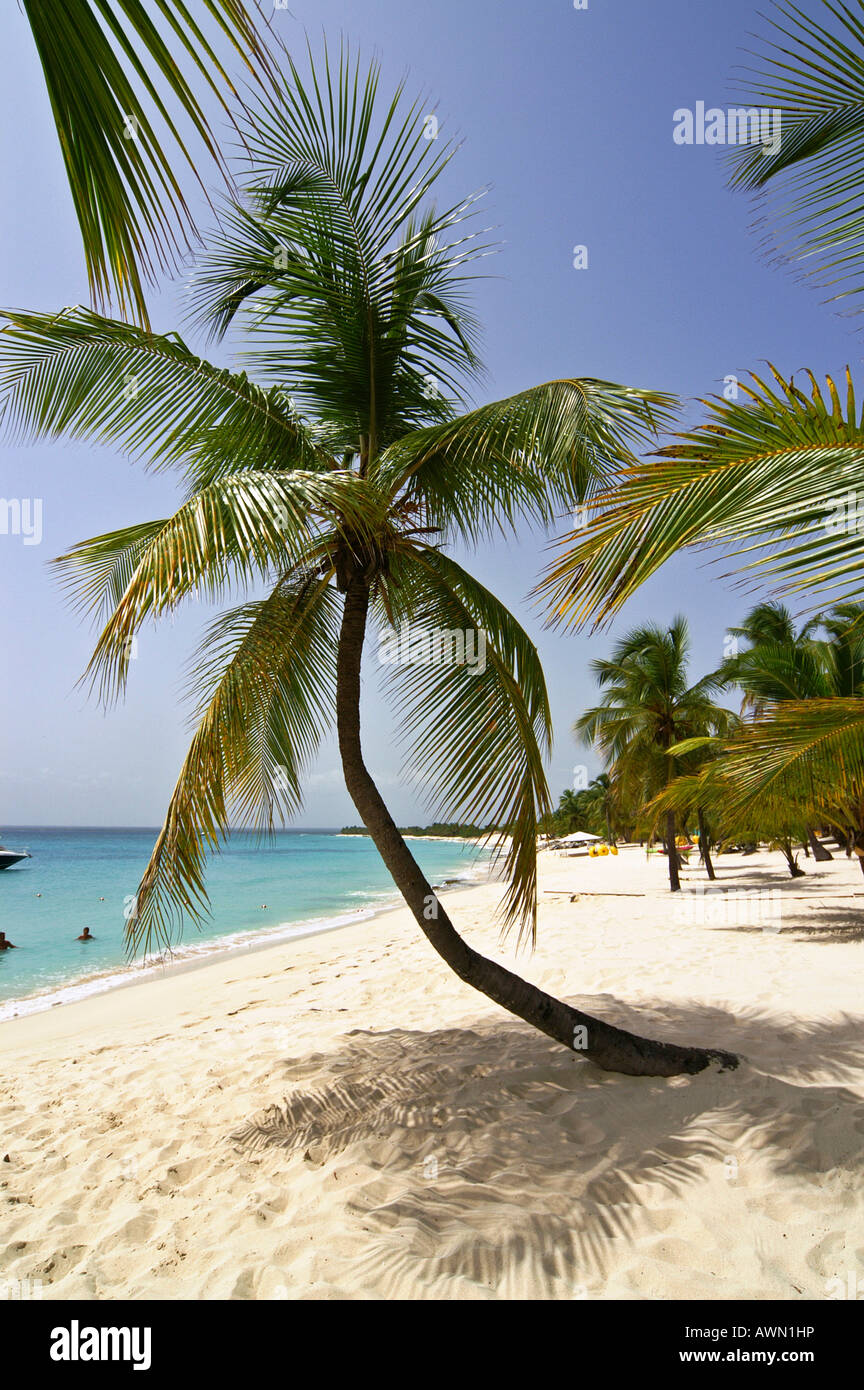 Palm Beach, Bäume, Catalina Island, Dominikanische Republik, Karibik, Amerika Stockfoto