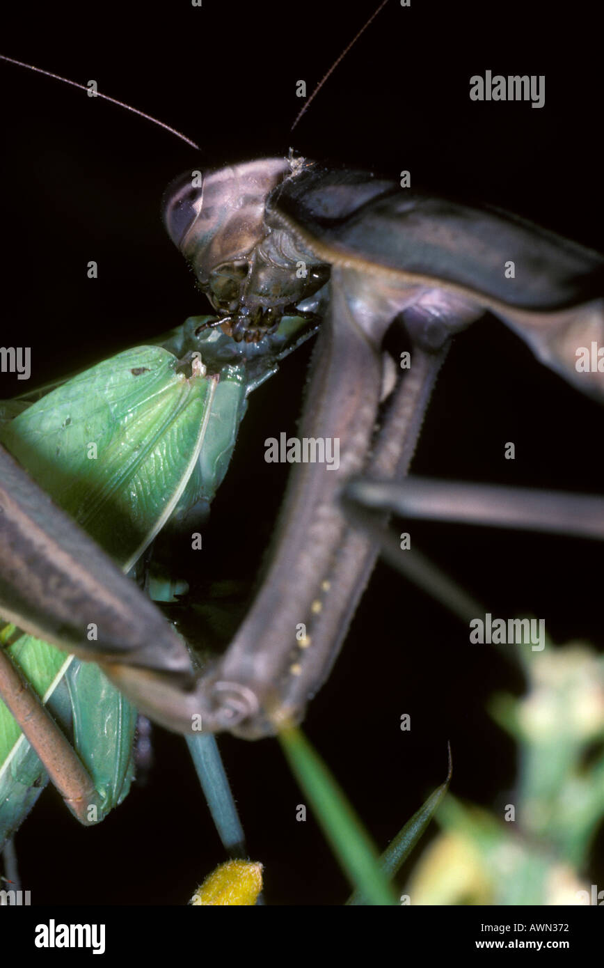 Gottesanbeterin, Mantis Religiosa. Kannibalismus Stockfoto