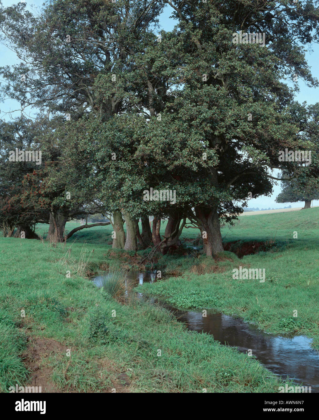 Erlen (Alnus Glutinosa) der Sommer-Lauf des Flusses Bain in Lincolnshire Wolds England vertikale Beschattung Stockfoto