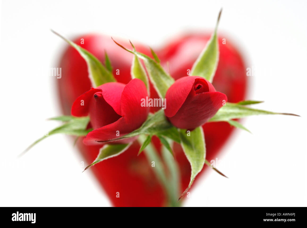 Rote Rose (Rosa) vor einem roten Glas-Herzen Stockfoto