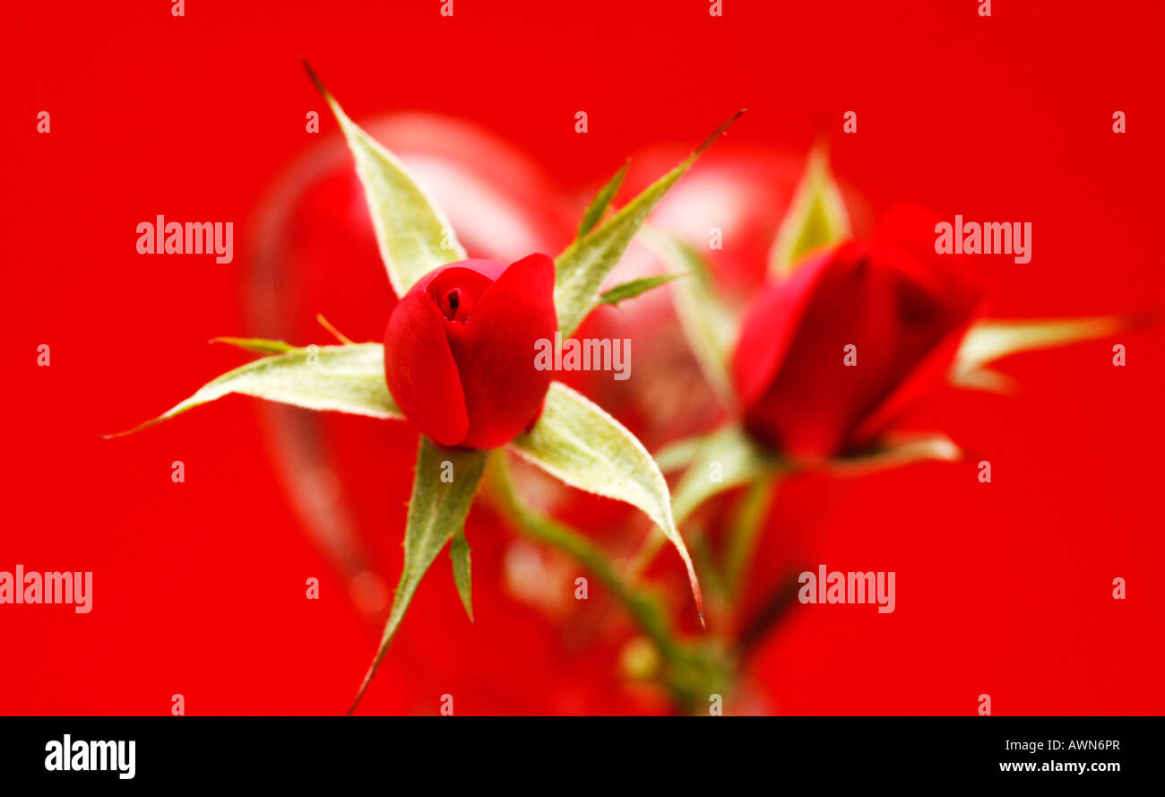 Rote Rosen (Rosa) mit rotem Glas Herzen im Hintergrund Stockfoto