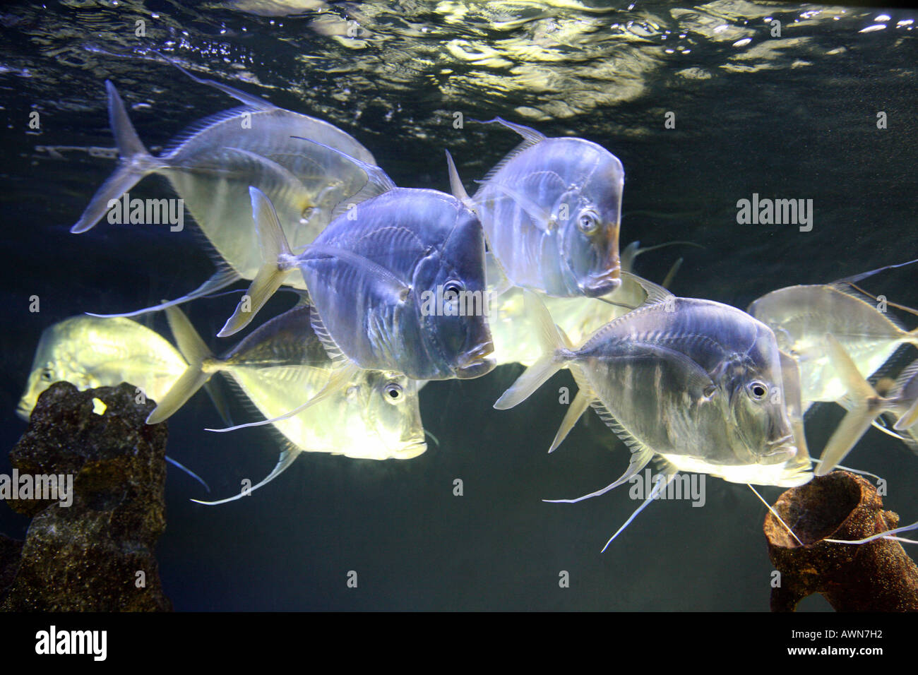 Schule der Selene Vomer gamefish Stockfoto