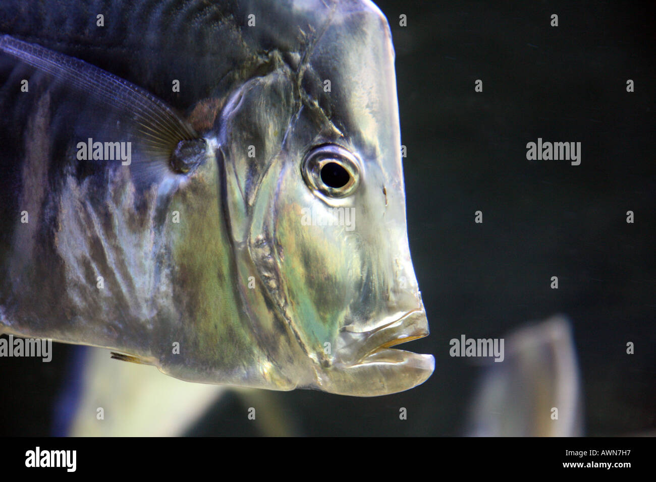 Nahaufnahme des Kopfes von Selene Vomer Gamefish, Stockfoto