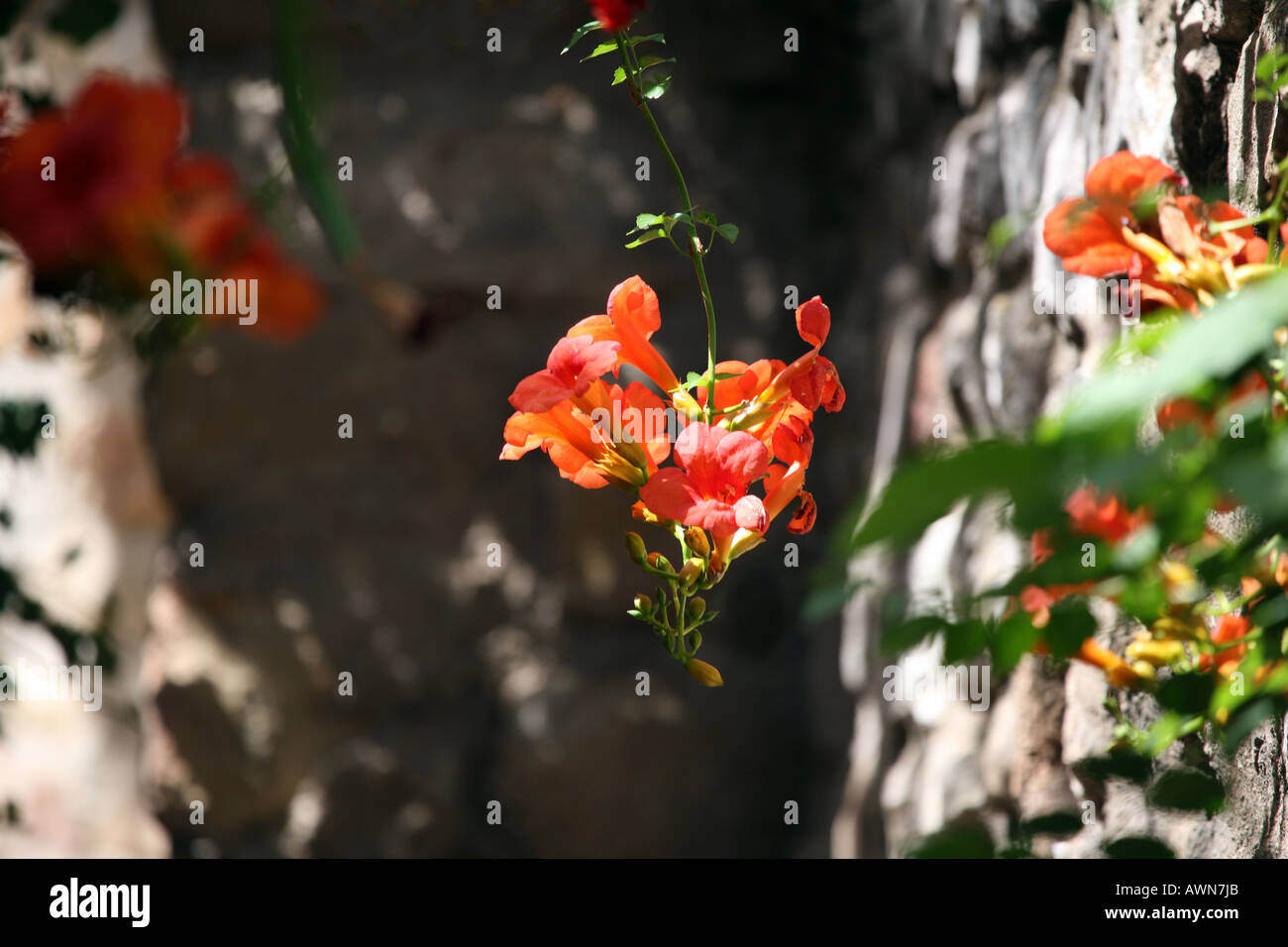 orangefarbene Kapuzinerkresse Blüten gegen alte Steinmauern, Stockfoto