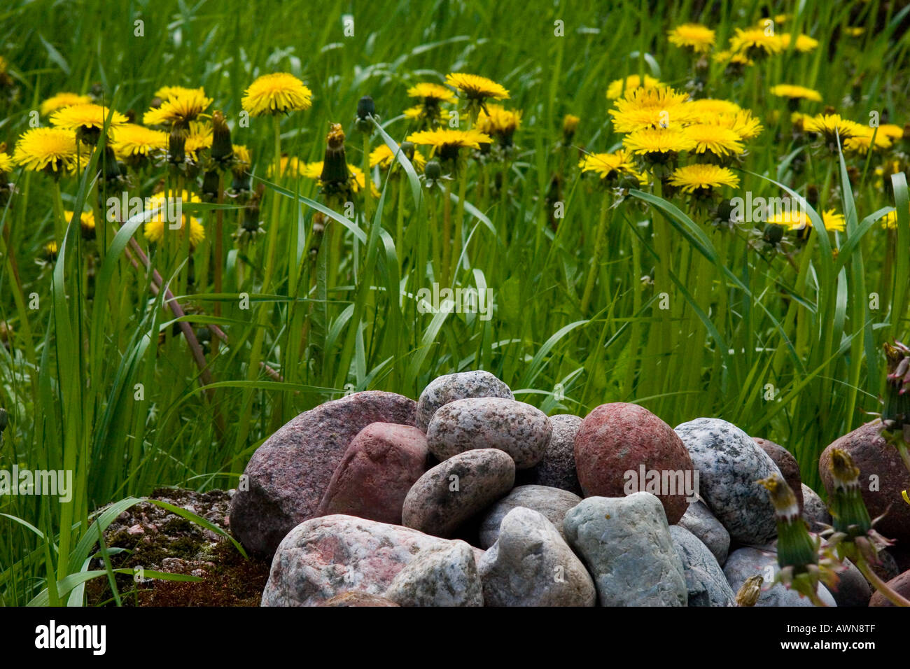 Steinen im Vordergrund mit gelben Blüten Stockfoto