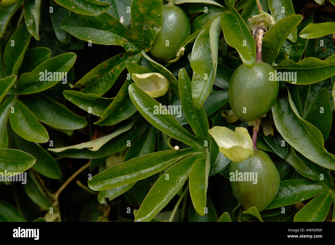 Gemeinsame oder blaue Passionsblume (Passiflora Caerulea) Obst, Midlands, England, Europa Stockfoto