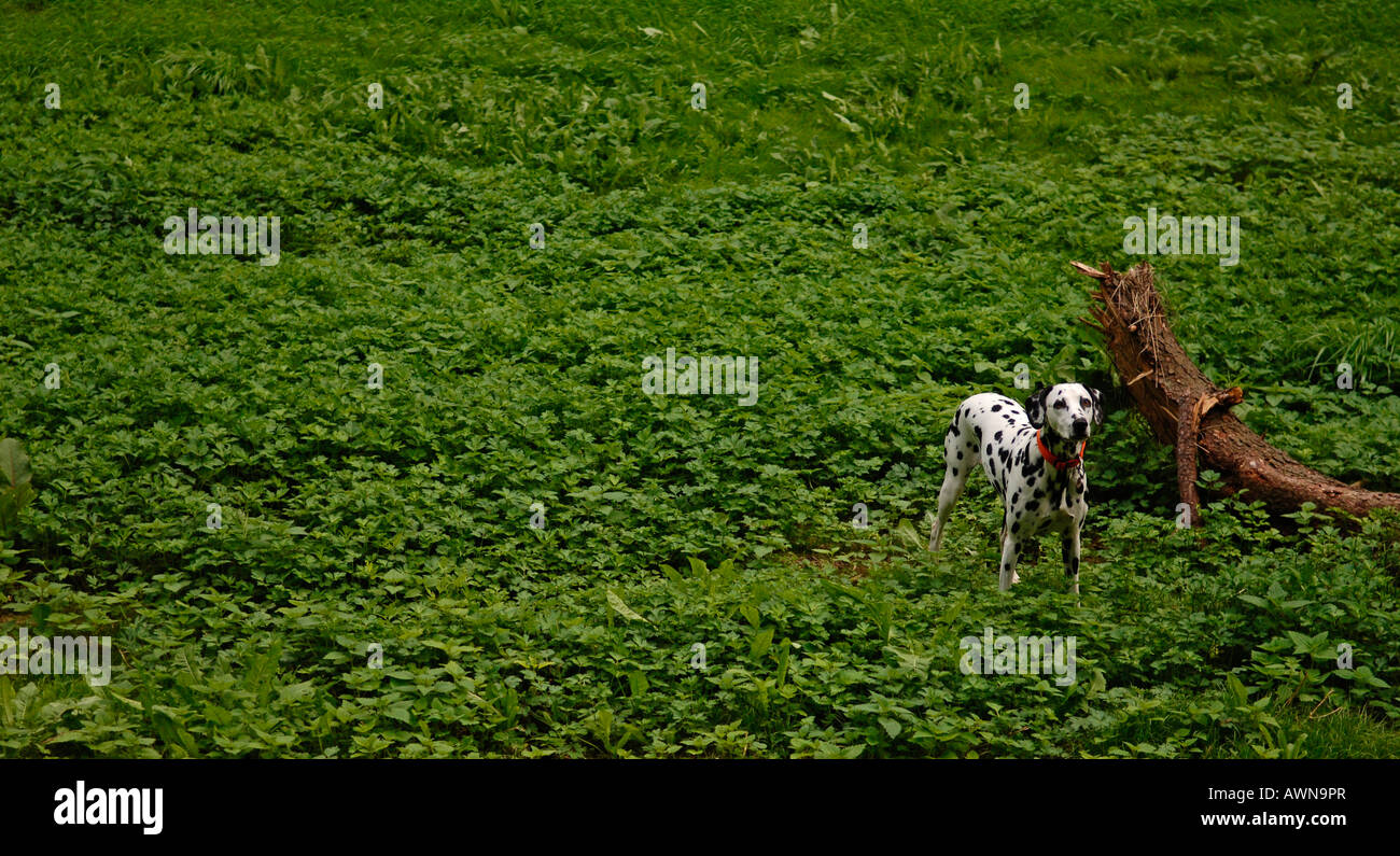 Dalmatiner in einen Hundepark, Lauf/Pegnitz, Middle Franconia, Bayern, Deutschland, Europa Stockfoto
