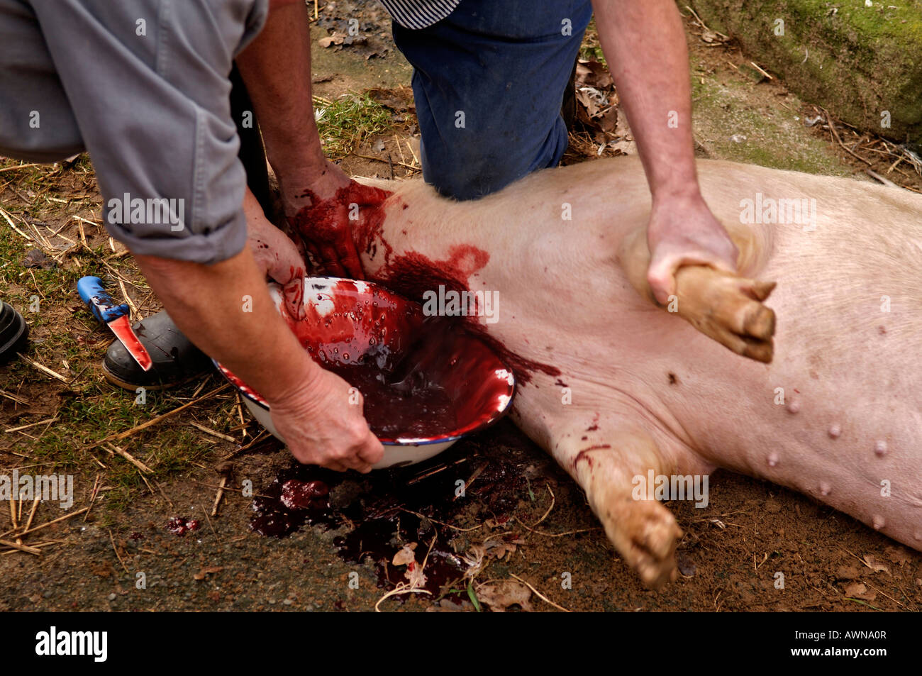 Haus Schlachten, entwässern das Blut aus einer anesthetised Schwein, Eckental, Middle Franconia, Bayern, Deutschland, Europa Stockfoto