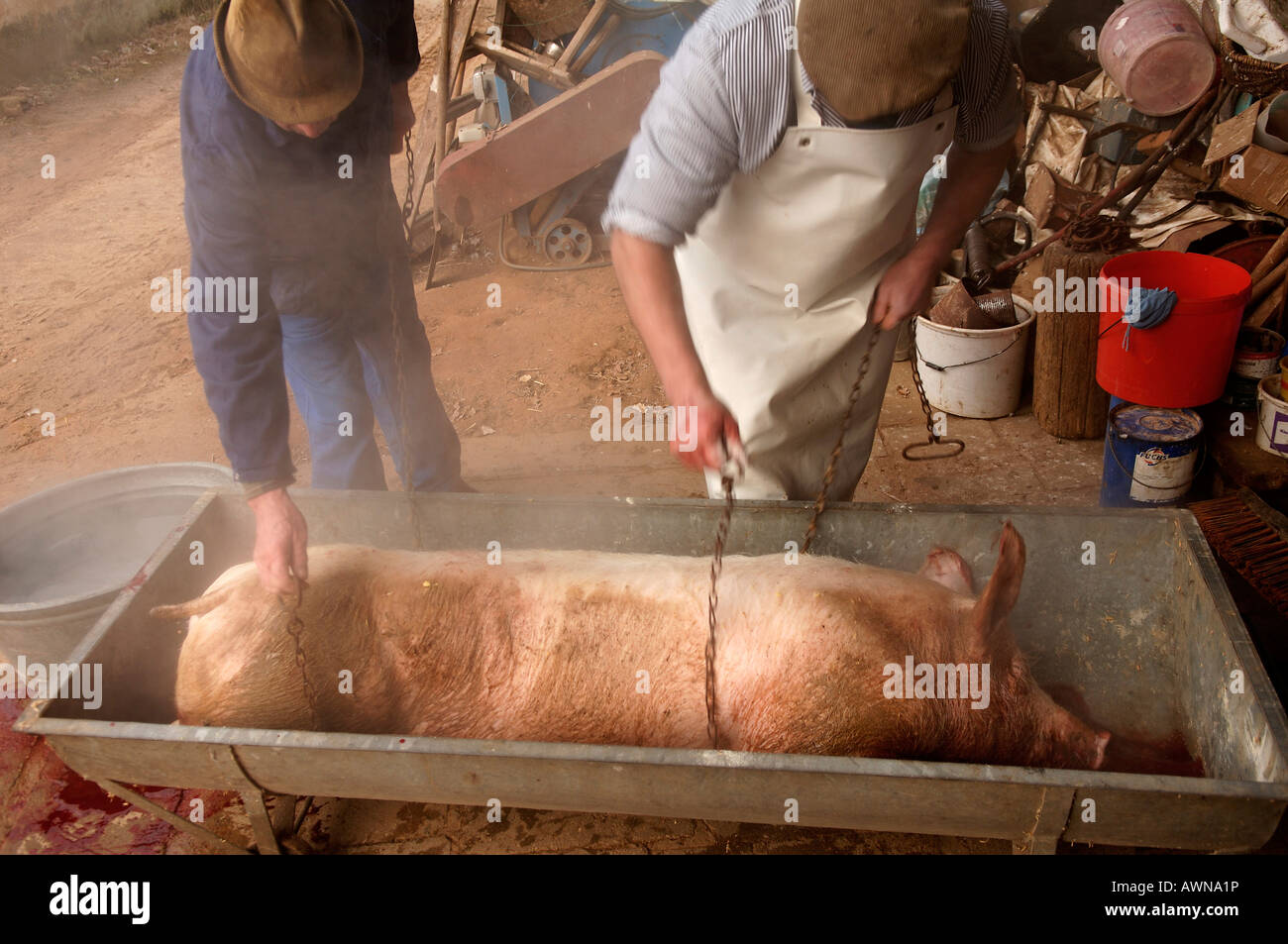 haus schlachten mit einer kette