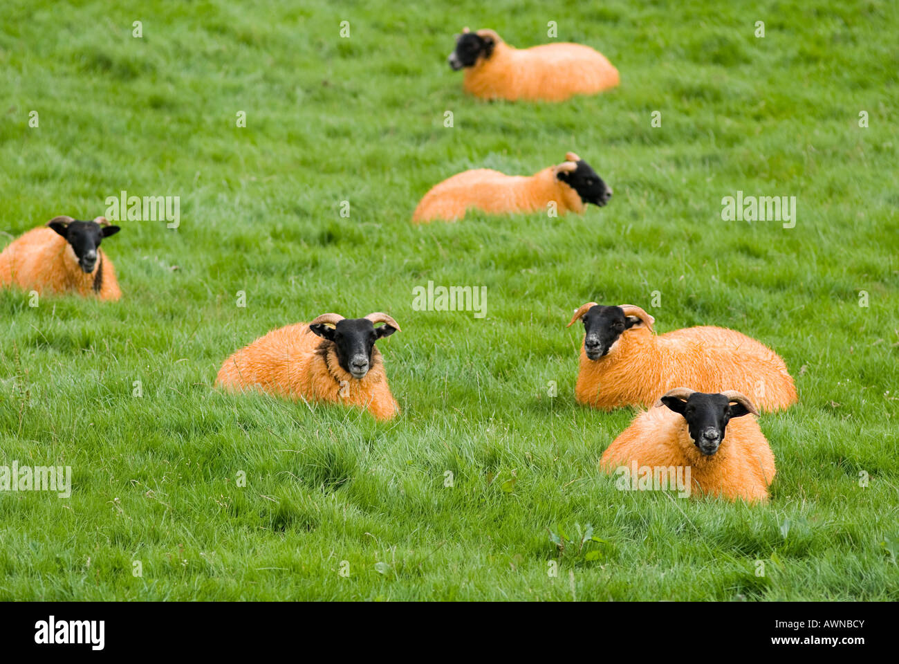 Orange Schaf Stockfoto