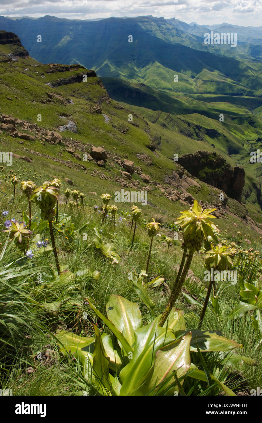 Kolonie von Ananas Blumen, Eucomis Autumnalis, an den Hängen des ...