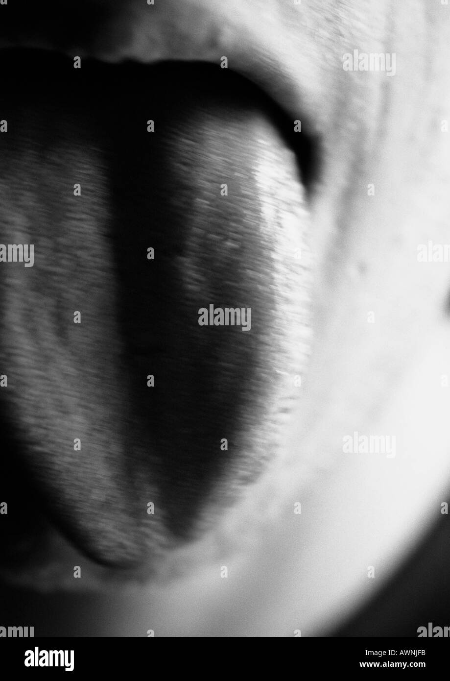 Mann, die Zunge heraus, verschwommen, close-up, schwarz und weiß. Stockfoto