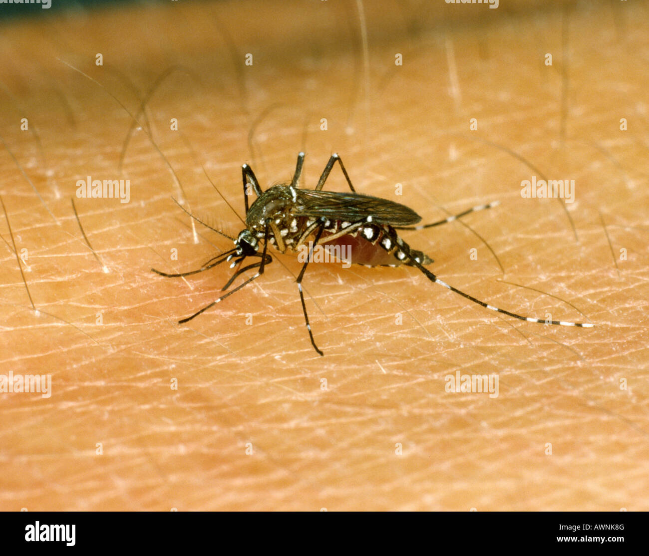 Ägyptische Mücke Aedes Aegypti ernähren sich von Menschenhand Stockfoto