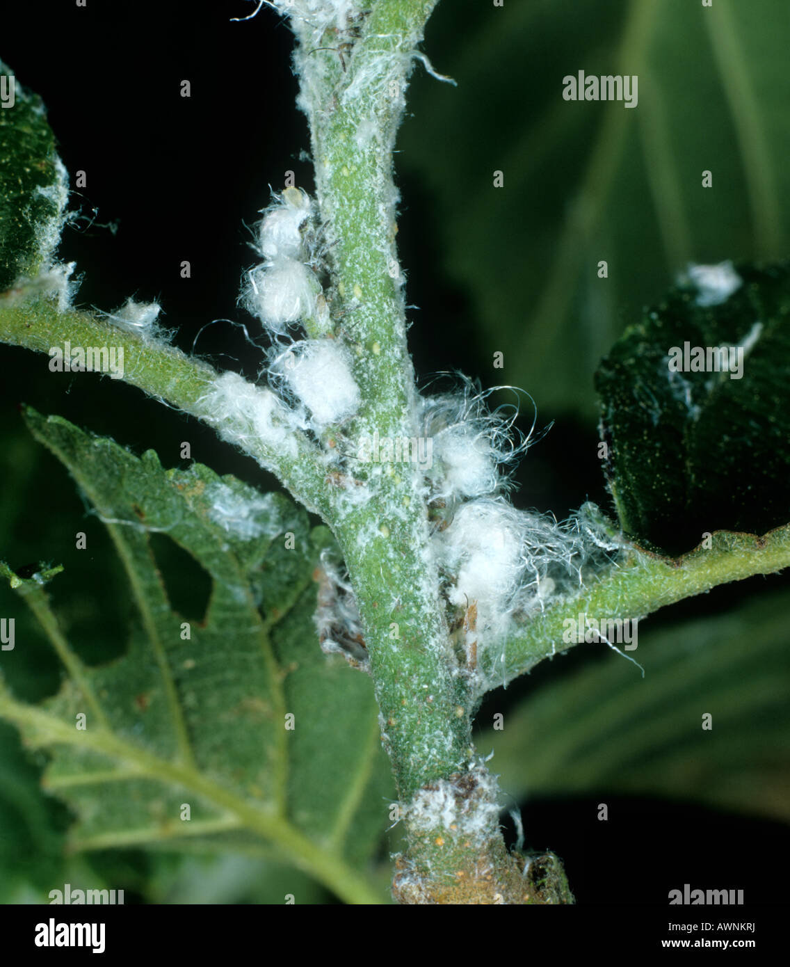 Erle Psyllid Psylla Alni wachsartige Absonderungen auf Erle verlässt Blattstiele Stockfoto