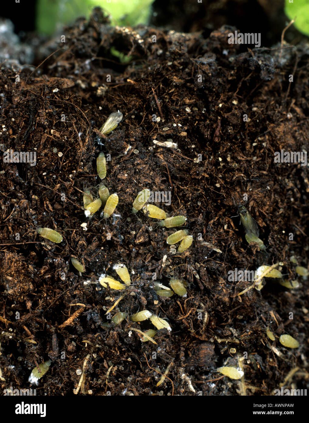 Salat Wurzel Blattlaus Pemphigus Bursarius Kolonie auf Salat Wurzeln Stockfoto