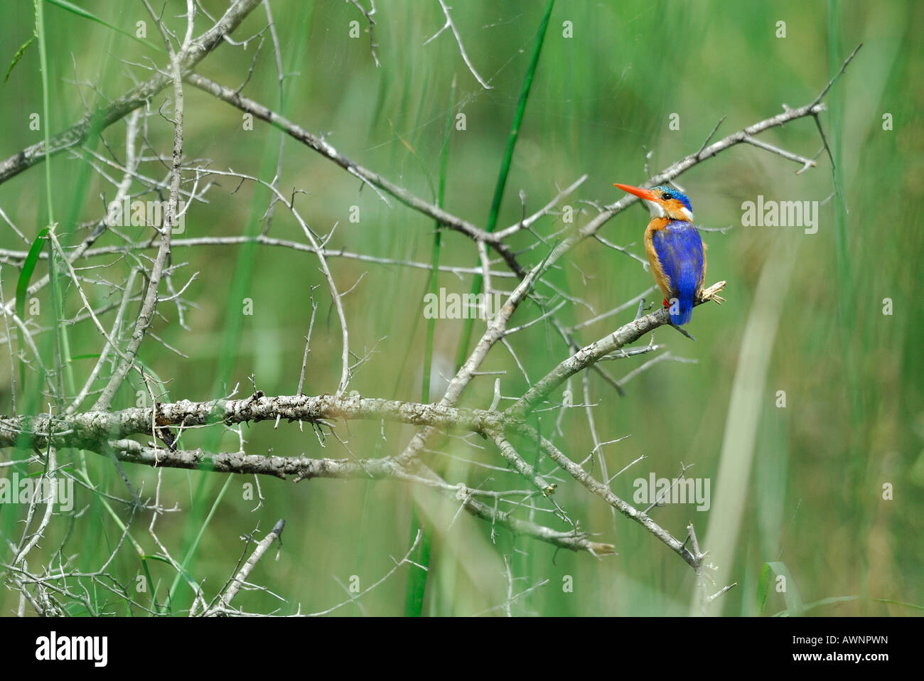 Südafrika Kruger National Park Malachit Kingfisher Alcedo cristata Stockfoto