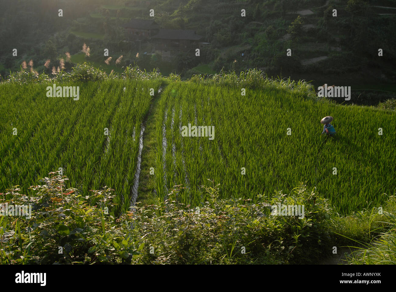 Miao Frau, Minderheiten, arbeiten in Reis Paddy, Xijiang, Guizhou, Südchina, China, Asien Stockfoto