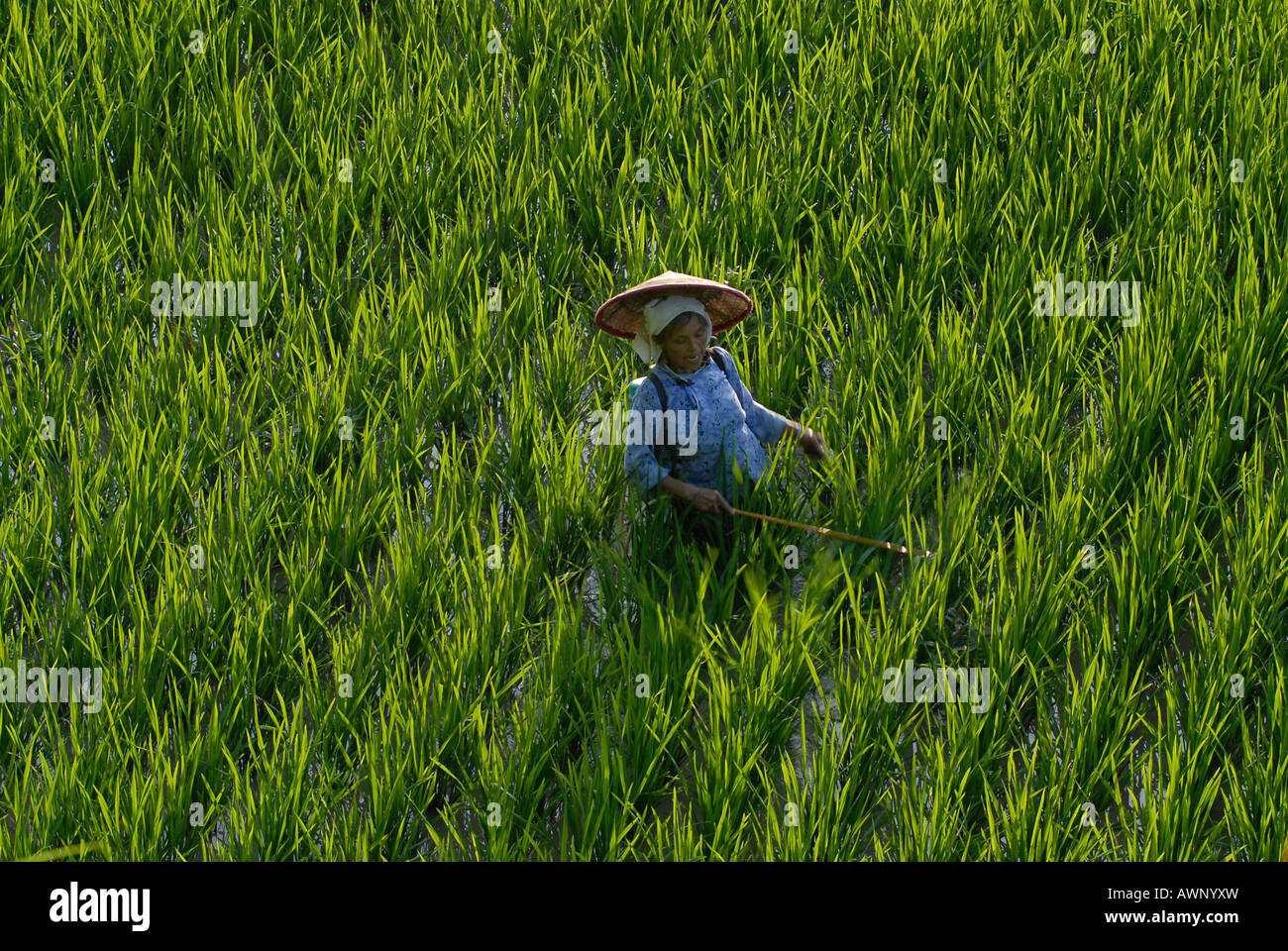 Miao Frau, Minderheiten, arbeiten in Reis Paddy, Xijiang, Guizhou, Südchina, China, Asien Stockfoto