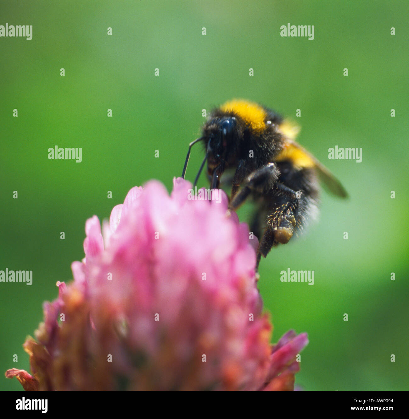 Hummel auf Klee Blüte Stockfoto