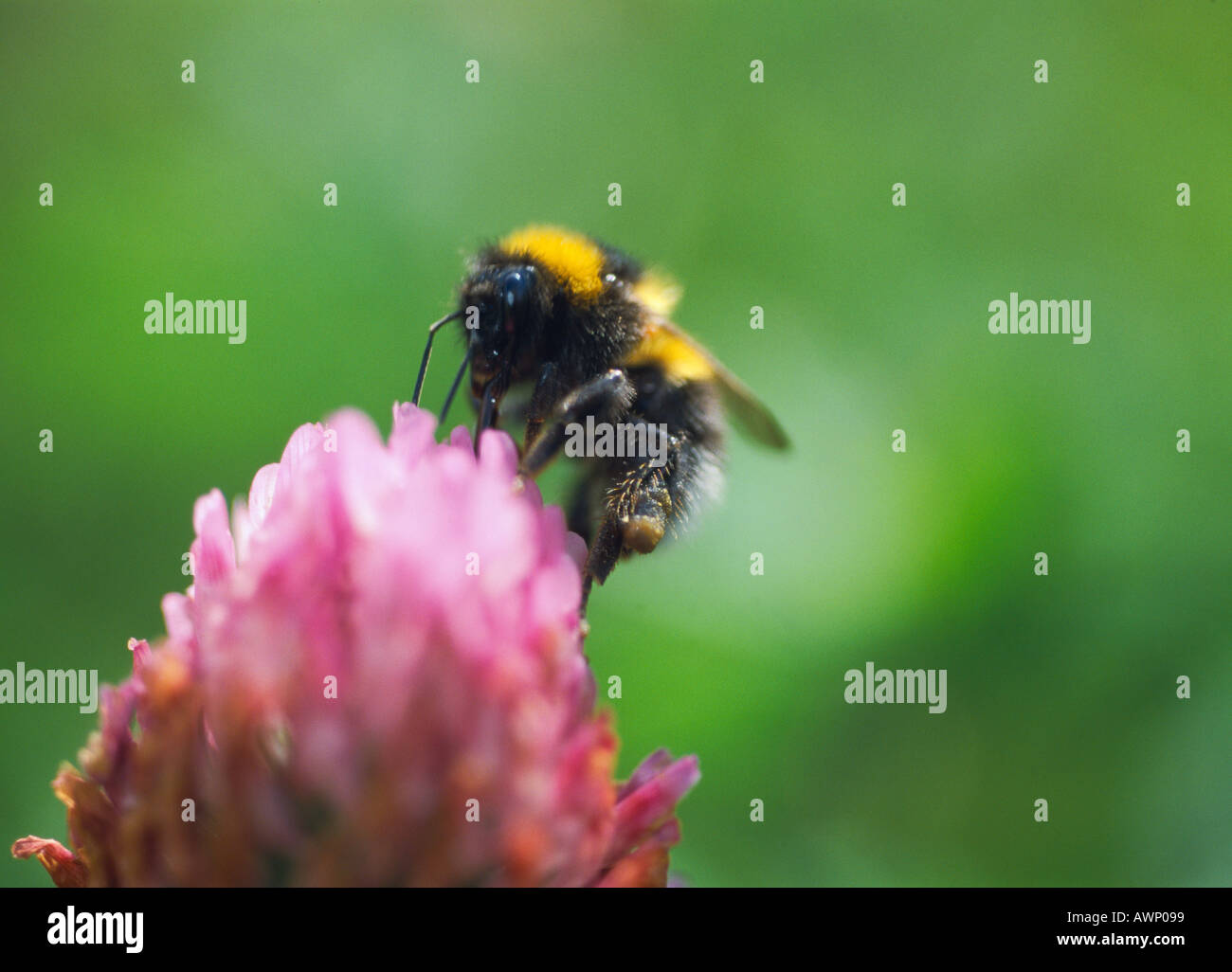 Hummel auf Klee Blüte Stockfoto