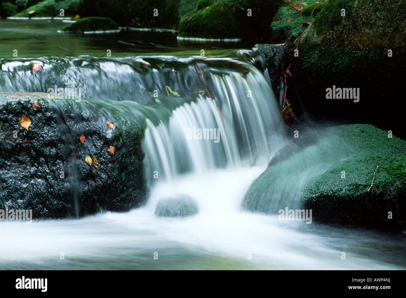 Kleine Ohe Stream im Herbst, Europa, Deutschland, Bayern, Nationalpark Bayerischer Wald (Nationalpark Bayerischer Wald) Stockfoto