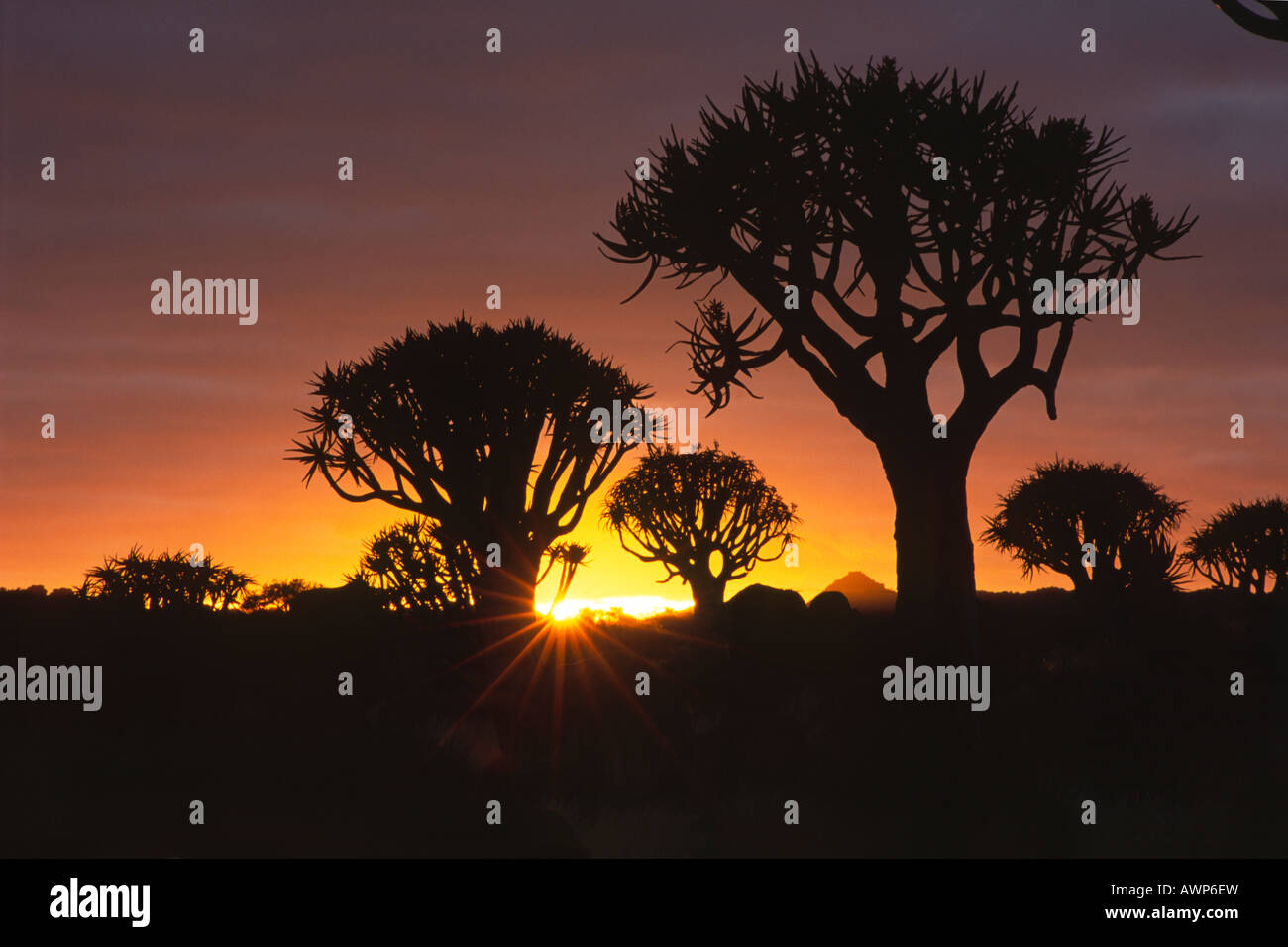 Köcher Bäume (Aloe Dichotoma) gegen Sonnenuntergang, Gariganus Farm, Namibia, Afrika Stockfoto