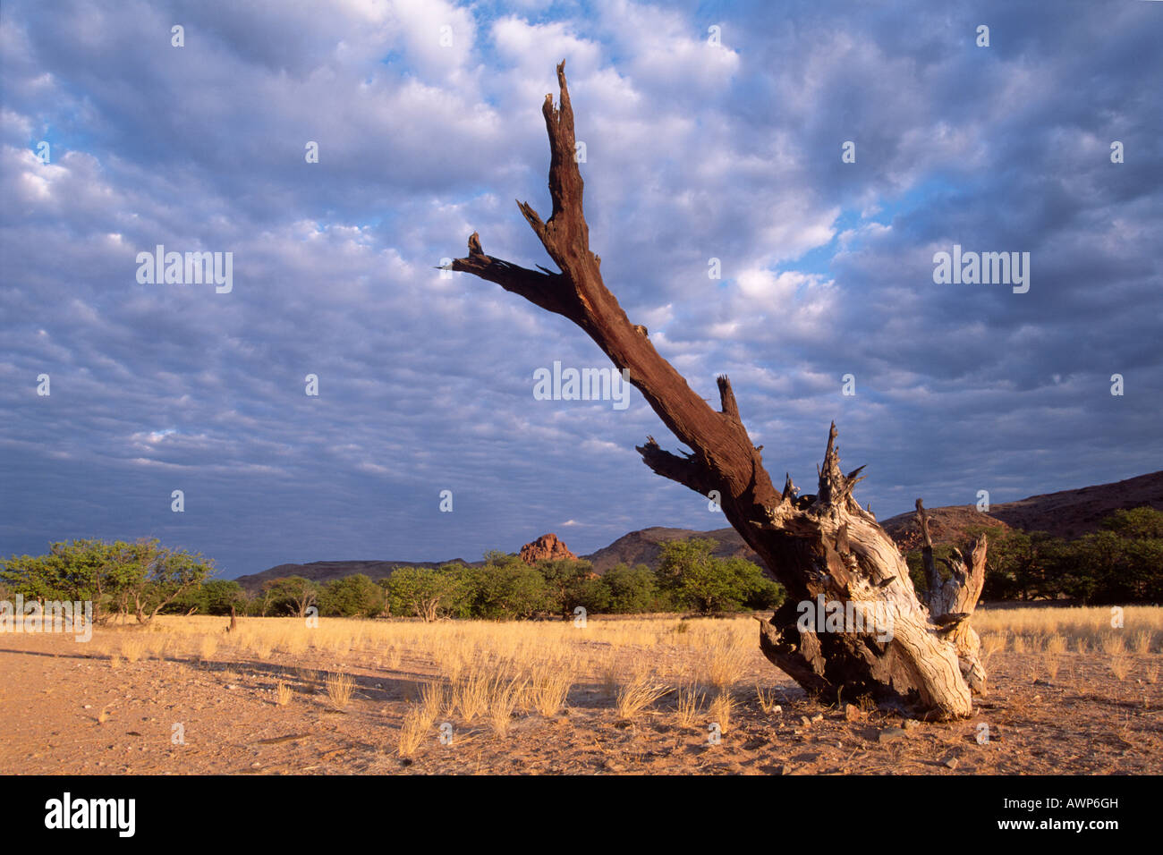 Toten Baum, Damaraland, Namibia, Afrika Stockfoto