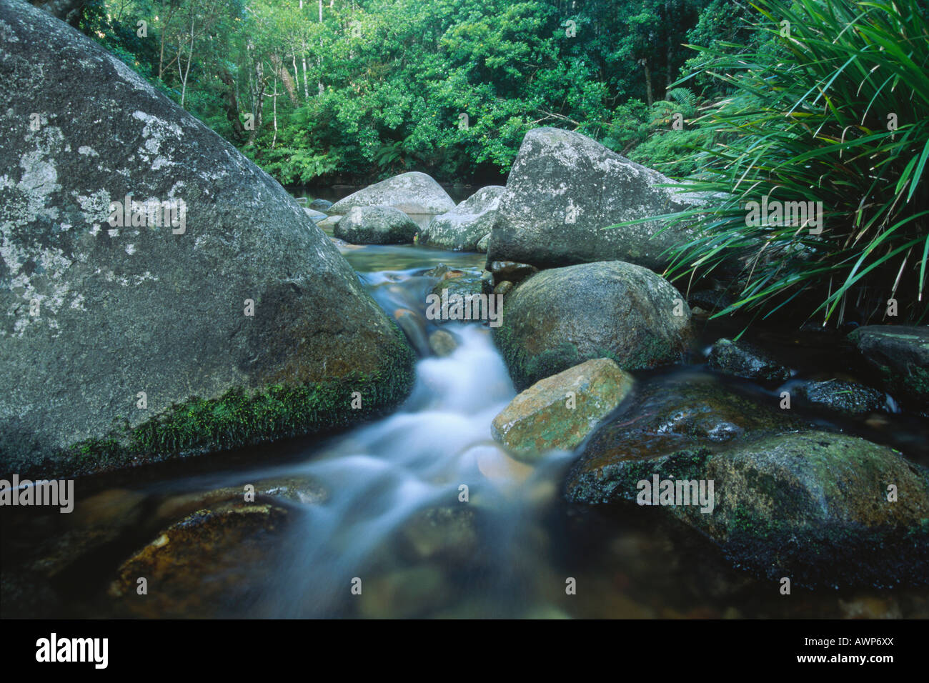 Regenwald-Stream, Washpool Nationalpark, New South Wales, Australien, Ozeanien Stockfoto