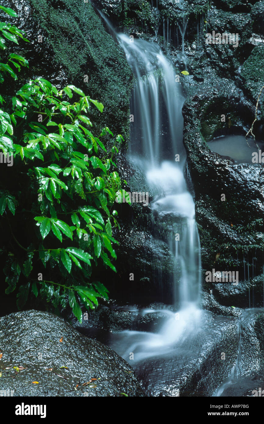 Wasserfall, Lamington Nationalpark, Queensland, Australien, Ozeanien Stockfoto