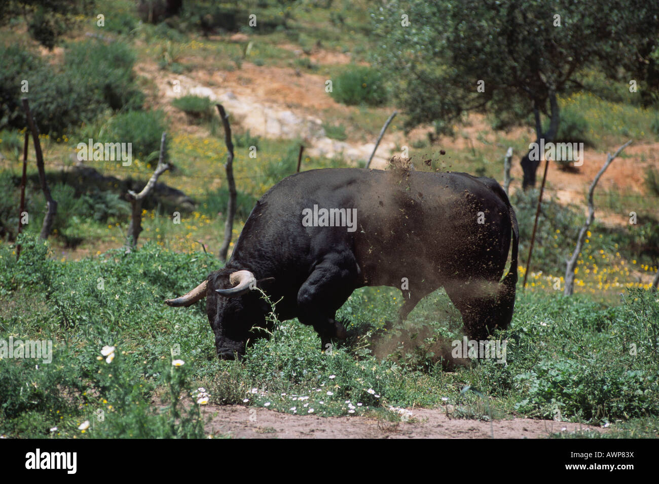 Andalusische Kampfstier Stampfen der Hufe auf einer Weide, Andalusien, Spanien, Europa Stockfoto