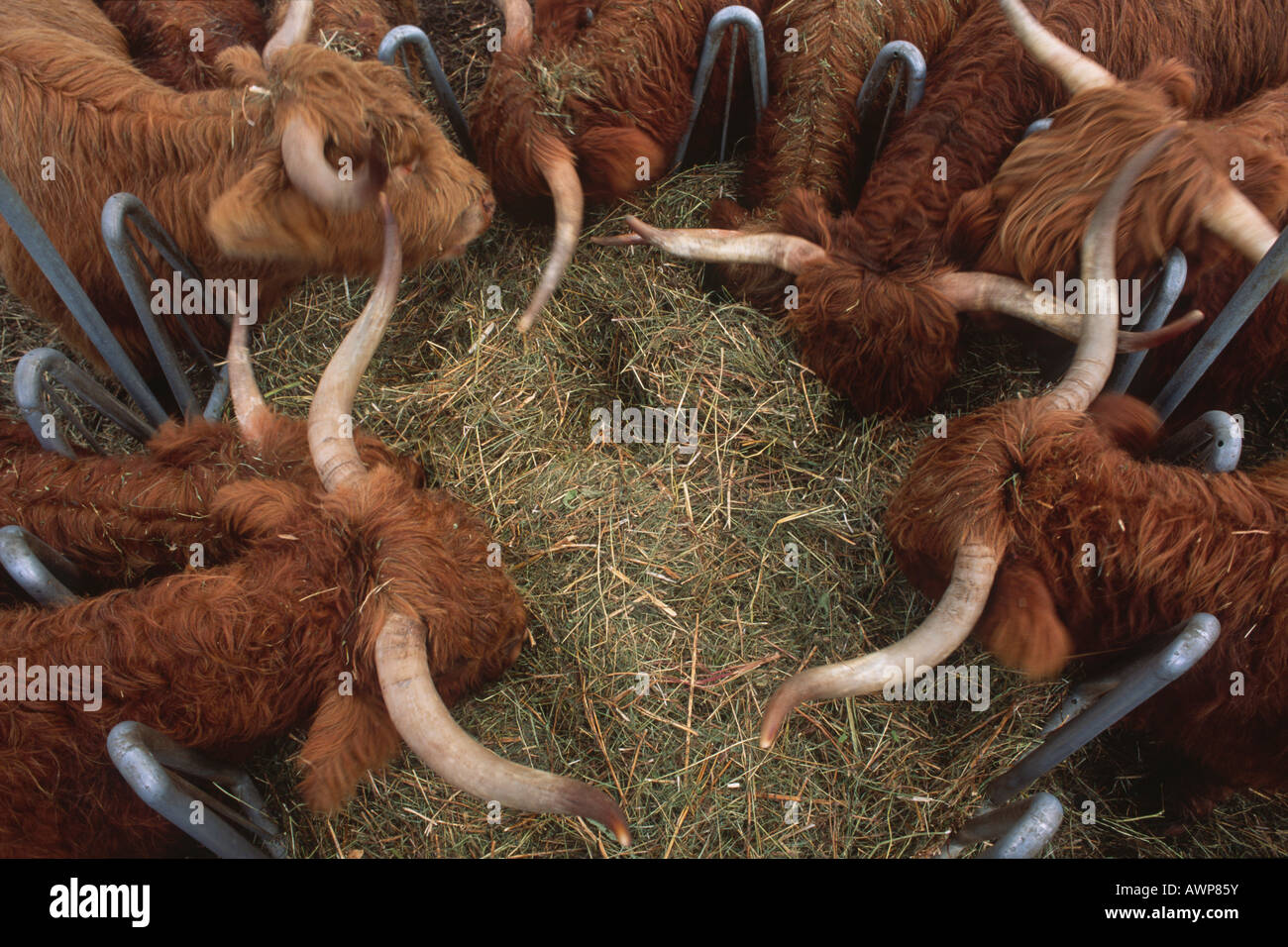 Longhorn-Rinder ernähren sich von Heu, Nord-Tirol, Österreich, Europa Stockfoto