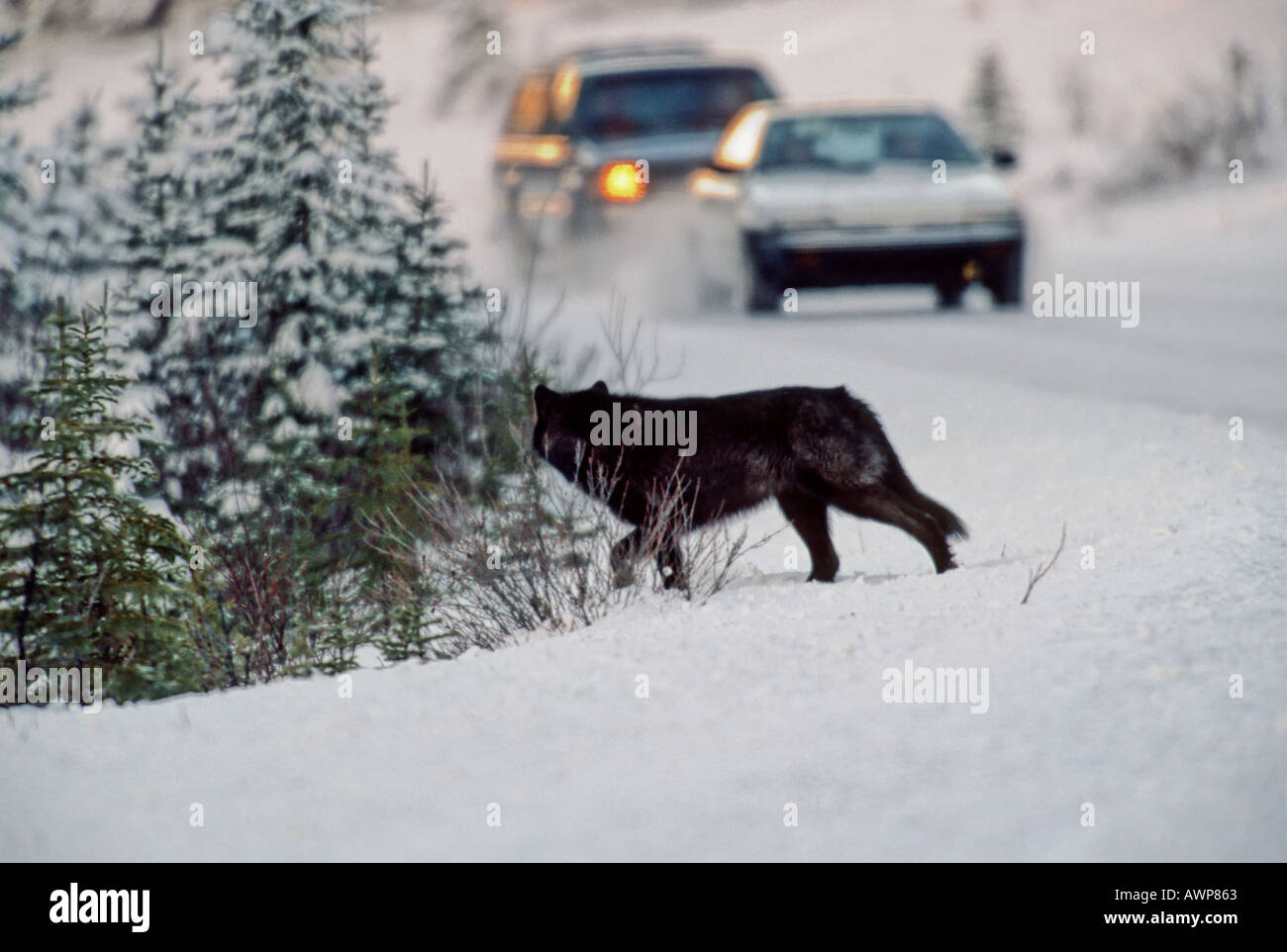 Black Wolf beim Überqueren der Straße Stockfoto