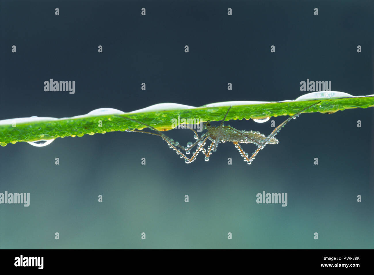 Mücken (Nematocera spp.) bedeckt in Tautropfen thront auf einem Grashalm Rasen, Nord-Tirol, Österreich, Europa Stockfoto