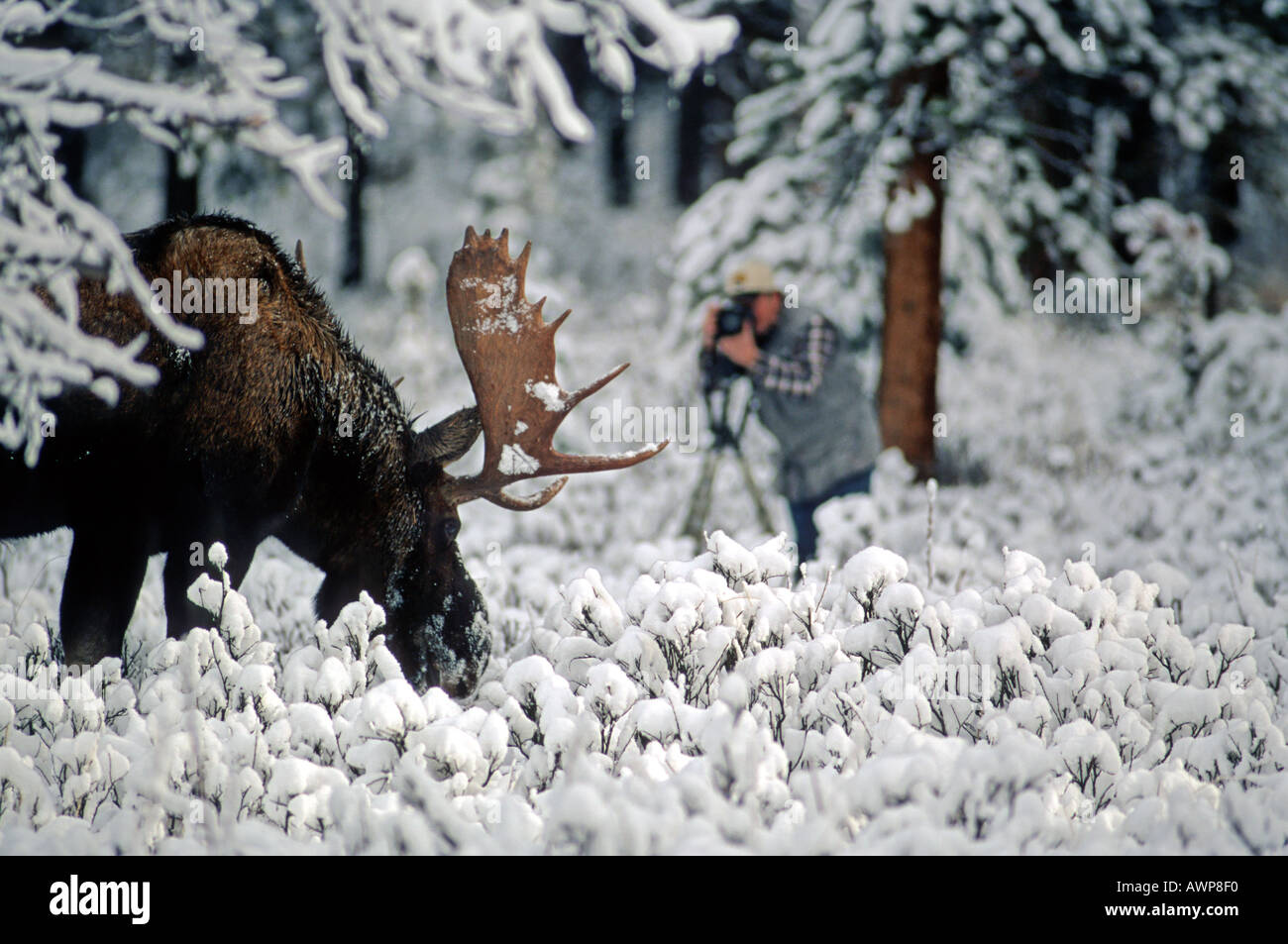 Bull Moose und Bob McGouey Fotograf Stockfoto